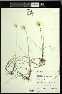 Eriophorum scheuchzeri image