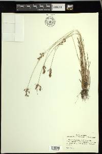 Fimbristylis annua image