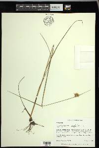 Eriophorum virginicum image