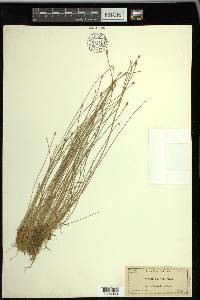 Eleocharis albida image