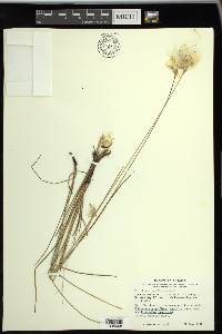 Eriophorum tenellum image