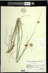 Eriophorum virginicum image