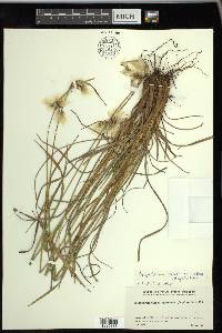 Eriophorum viridicarinatum image