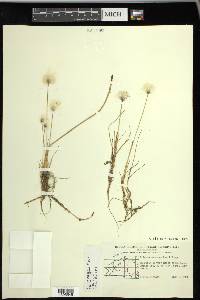 Eriophorum scheuchzeri image