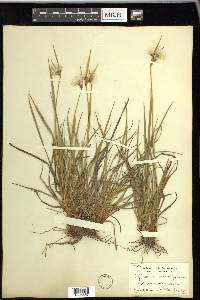 Eriophorum viridicarinatum image