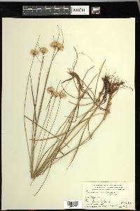 Eriophorum virginicum image