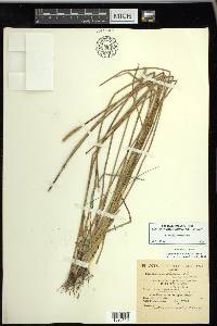 Eleocharis cellulosa image