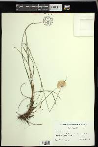 Eriophorum virginicum image