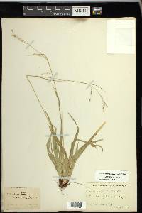 Carex arctata image