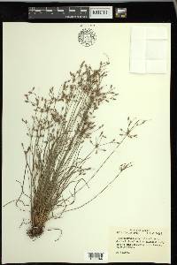 Fimbristylis annua image