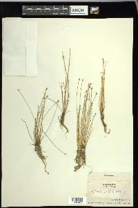 Eleocharis albida image