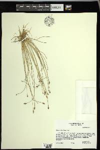 Eleocharis albida image