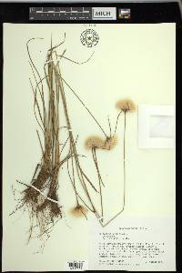 Eriophorum virginicum image