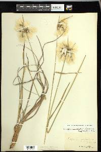 Eriophorum viridicarinatum image