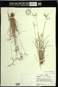 Fimbristylis annua image