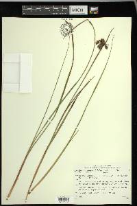 Eriophorum angustifolium image