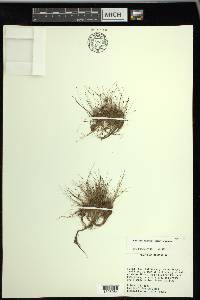 Eleocharis baldwinii image