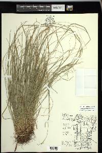 Carex assiniboinensis image