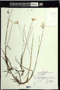 Eriophorum tenellum image