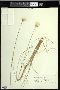 Eriophorum vaginatum image