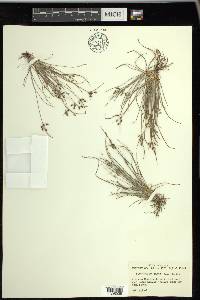 Fimbristylis annua image