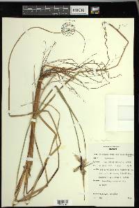 Eriophorum angustifolium image