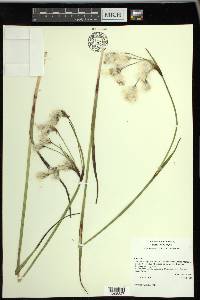 Eriophorum angustifolium image