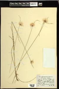 Eriophorum virginicum image