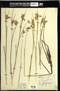 Eriophorum angustifolium image