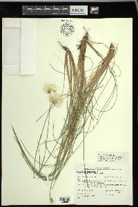 Eriophorum vaginatum image