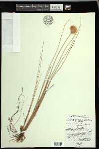 Eriophorum chamissonis image