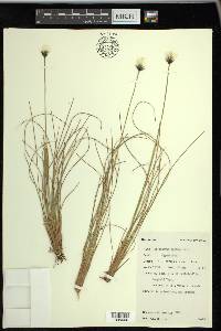 Eriophorum vaginatum image