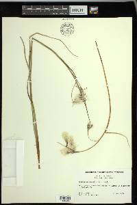 Eriophorum angustifolium image