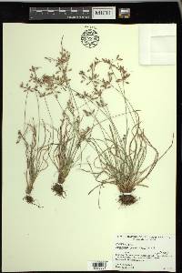 Fimbristylis annua image