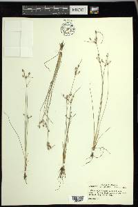 Fimbristylis annua image