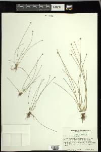 Eleocharis albida image