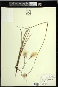 Eriophorum chamissonis image