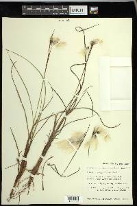 Eriophorum angustifolium image