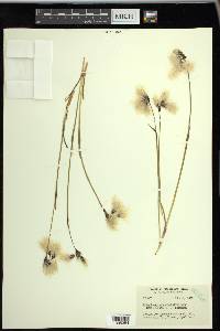 Eriophorum angustifolium image