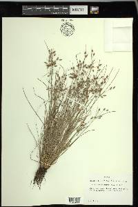 Fimbristylis annua image