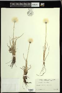 Eriophorum vaginatum image