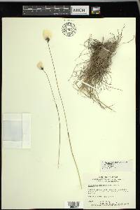 Eriophorum brachyantherum image