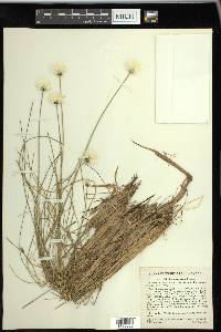 Eriophorum vaginatum image