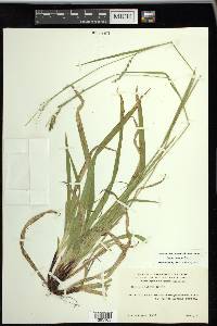 Carex arctata image