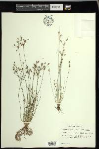 Fimbristylis annua image