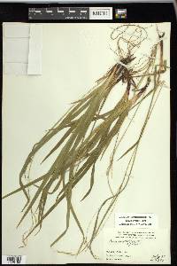 Carex arctata image