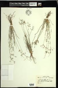 Fimbristylis annua image