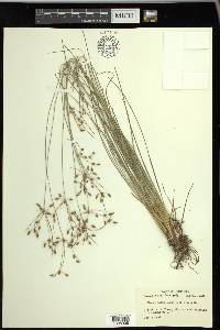 Fimbristylis annua image