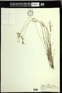 Fimbristylis annua image