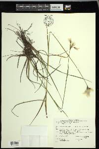 Eriophorum angustifolium image